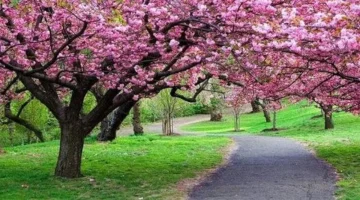 انتظروا الربيع.. الكشف عن الموعد الرسمي لبداية الفصل في عام 2026